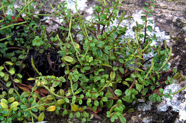 APII jpeg image of Peperomia enervis  © contact APII