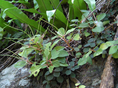 APII jpeg image of Peperomia blanda var. floribunda  © contact APII