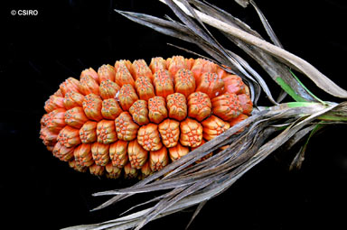 APII jpeg image of Pandanus sp. Russell River  © contact APII