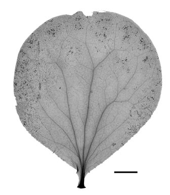 APII jpeg image of Cecarria obtusifolia  © contact APII