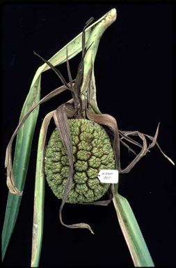 APII jpeg image of Pandanus solmslaubachii  © contact APII