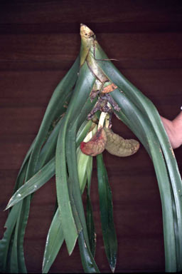 APII jpeg image of Freycinetia marginata  © contact APII
