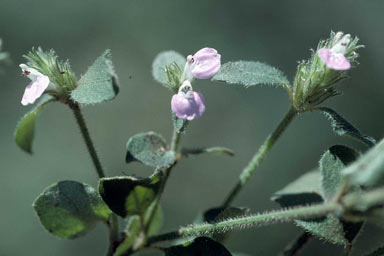 APII jpeg image of Rostellularia adscendens var. latifolia  © contact APII