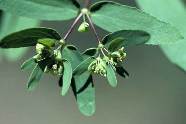 APII jpeg image of Euphorbia bifida  © contact APII