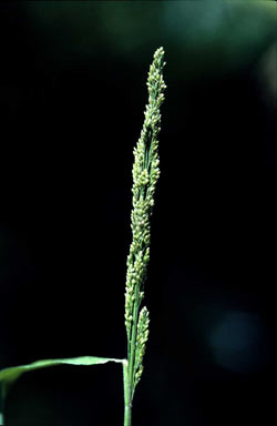 APII jpeg image of Cyrtococcum oxyphyllum  © contact APII