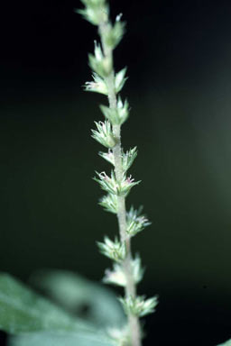 APII jpeg image of Amaranthus rhombeus  © contact APII