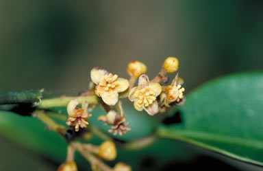 APII jpeg image of Hypserpa smilacifolia  © contact APII