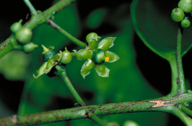 APII jpeg image of Salacia disepala  © contact APII