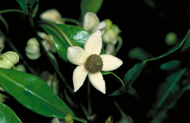 APII jpeg image of Sloanea macbrydei  © contact APII