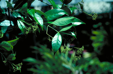 APII jpeg image of Cissus sterculiifolia  © contact APII