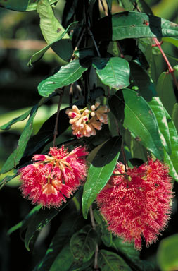 APII jpeg image of Syzygium wilsonii subsp. epigaeum  © contact APII