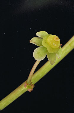 APII jpeg image of Phyllanthus clamboides  © contact APII