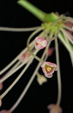 APII jpeg image of Phyllanthus cuscutiflorus  © contact APII