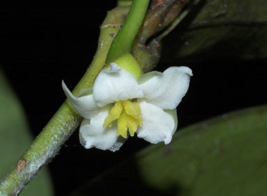 APII jpeg image of Baloghia parviflora  © contact APII