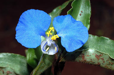 APII jpeg image of Commelina diffusa  © contact APII