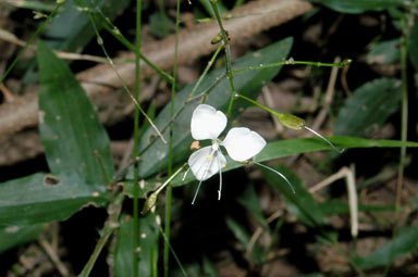 APII jpeg image of Aneilema acuminatum  © contact APII