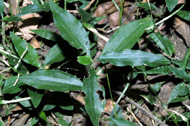 APII jpeg image of Aneilema acuminatum  © contact APII