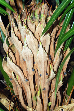 APII jpeg image of Cycas silvestris  © contact APII