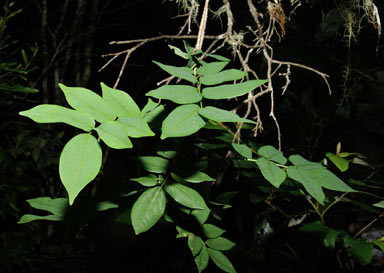 APII jpeg image of Derris sp. Daintree (D.E.Boyland+ 469)  © contact APII