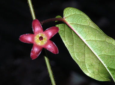 APII jpeg image of Leichhardtia racemosa  © contact APII