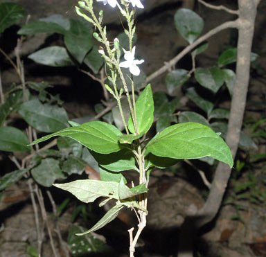 APII jpeg image of Pseuderanthemum variabile  © contact APII