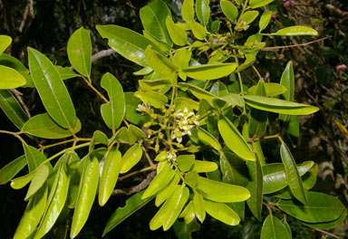 APII jpeg image of Zanthoxylum brachyacanthum  © contact APII