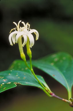 APII jpeg image of Coelospermum purpureum  © contact APII