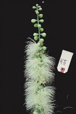 APII jpeg image of Barringtonia calyptrata  © contact APII