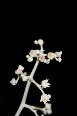 APII jpeg image of Argophyllum lejourdanii  © contact APII