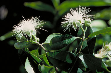 APII jpeg image of Syzygium alliiligneum  © contact APII