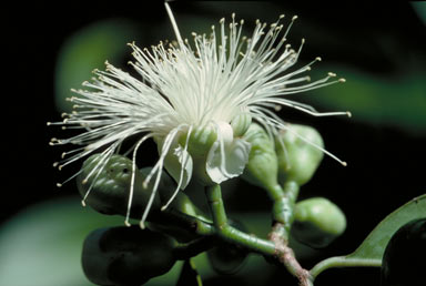 APII jpeg image of Syzygium alliiligneum  © contact APII