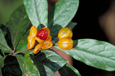 APII jpeg image of Pittosporum rubiginosum  © contact APII