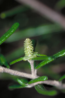 APII jpeg image of Bertya polystigma  © contact APII