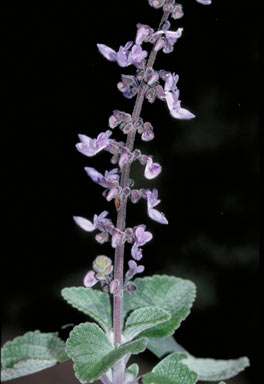 APII jpeg image of Plectranthus foetidus  © contact APII