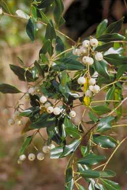 APII jpeg image of Syzygium hemilamprum subsp. hemilamprum  © contact APII