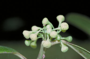 APII jpeg image of Wilkiea rigidifolia  © contact APII