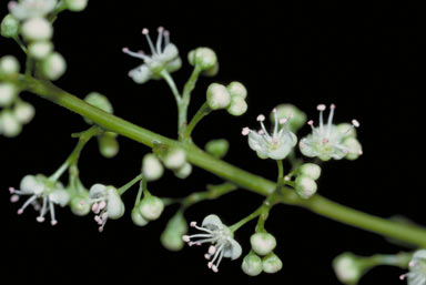 APII jpeg image of Guioa acutifolia  © contact APII