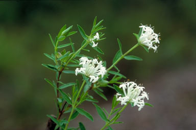 APII jpeg image of Pimelea linifolia  © contact APII