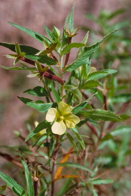 APII jpeg image of Ludwigia octovalvis  © contact APII