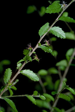 APII jpeg image of Acalypha lyonsii  © contact APII