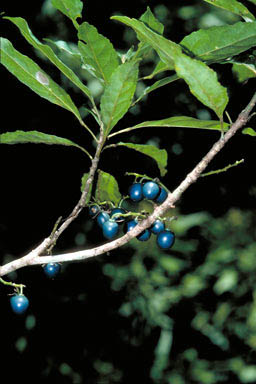 APII jpeg image of Elaeocarpus carolinae  © contact APII
