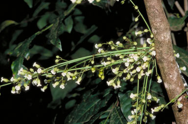 APII jpeg image of Harpullia ramiflora  © contact APII