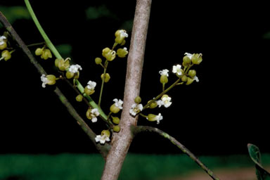 APII jpeg image of Harpullia ramiflora  © contact APII