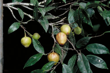 APII jpeg image of Ficus leptoclada  © contact APII