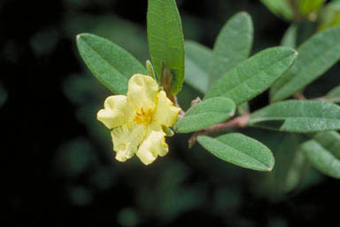 APII jpeg image of Hibbertia melhanioides  © contact APII