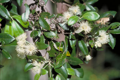 APII jpeg image of Syncarpia glomulifera subsp. glomulifera  © contact APII