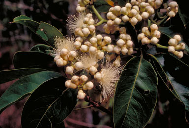APII jpeg image of Syzygium bamagense  © contact APII