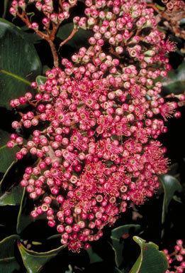 APII jpeg image of Syzygium buettnerianum  © contact APII