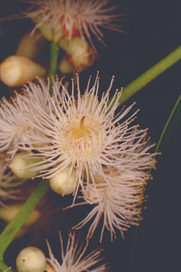 APII jpeg image of Syzygium gustavioides  © contact APII