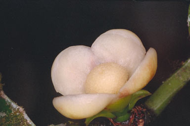 APII jpeg image of Garcinia warrenii  © contact APII